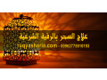 aalag-alshr-balrky-alshraay-small-0